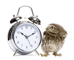 owl with clock 