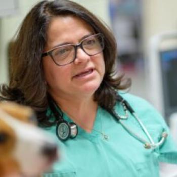 Terri DeFrancesco, DVM, DACVIM, DACVECC