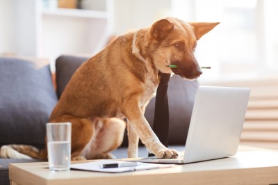 dog with laptop
